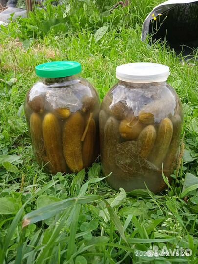 Огурцы соленые бочковые