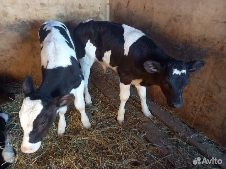 Бычки элитные