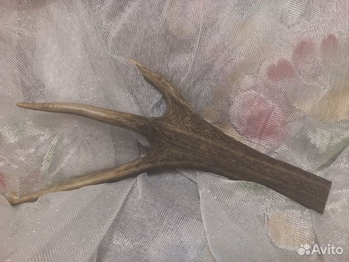 Рога рог оленя