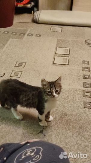 Персидская кошка