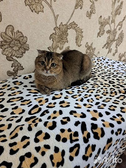 Шотландская вислоухая кошка вязка
