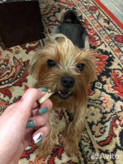 Йоркширский терьер вязка кабель