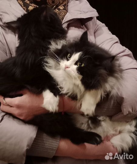 Кошка мышеловка