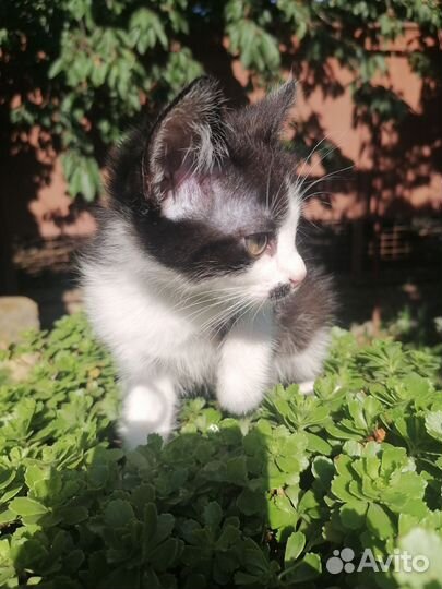 Бесплатно котёнок