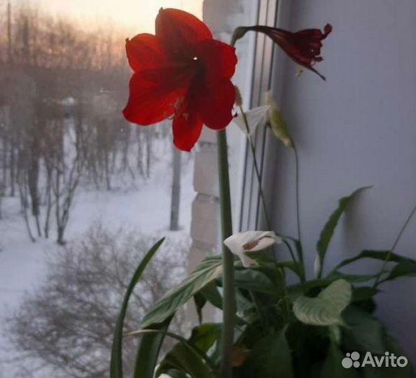 Луковицы амариллиса,гиппеаструм