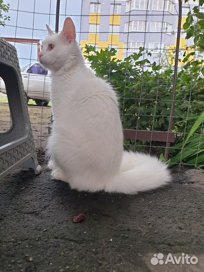 Кошка турецкая ангора