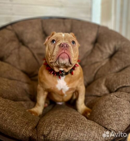 Американский булли