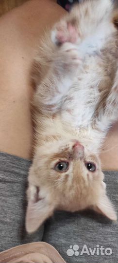 Рыжий котёнок в добрые руки