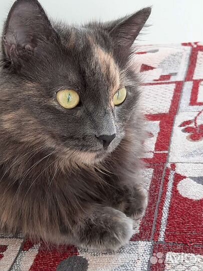 Кошка в дар бесплатно