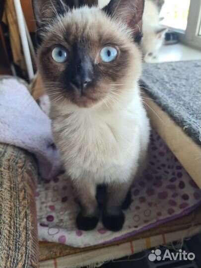 Кошки