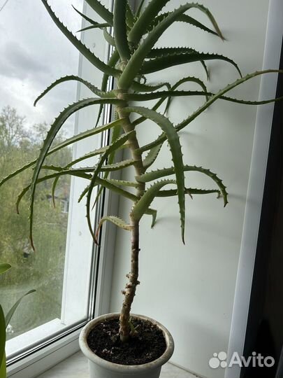 Алоэ столетник лечебный