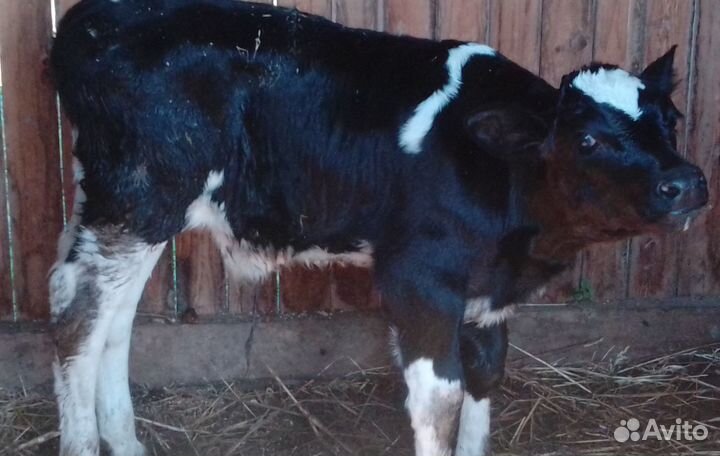 Продается бычок и корова