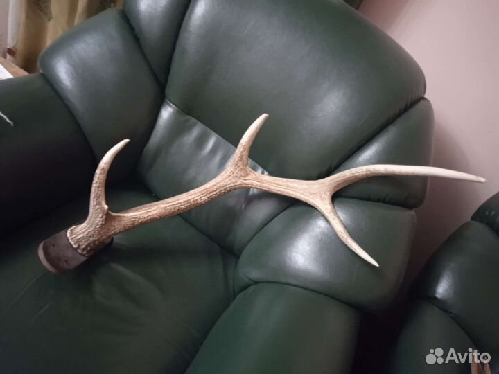 Продам рога оленя