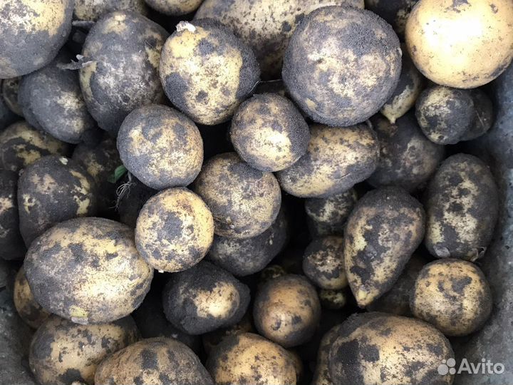 Корм для животных