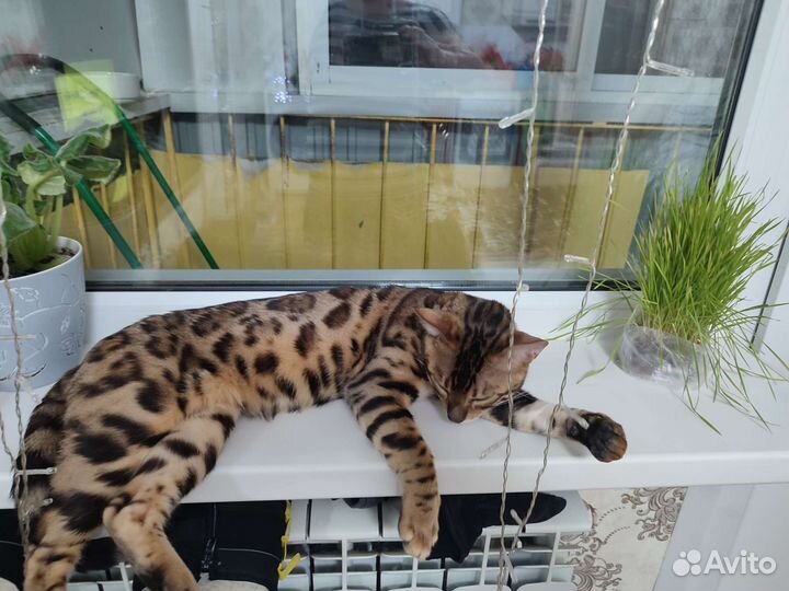 Бенгальский кот на вязку