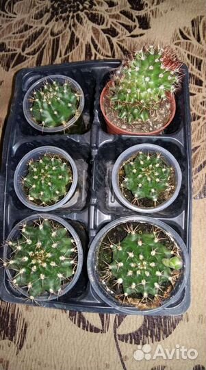 Эхинокактус