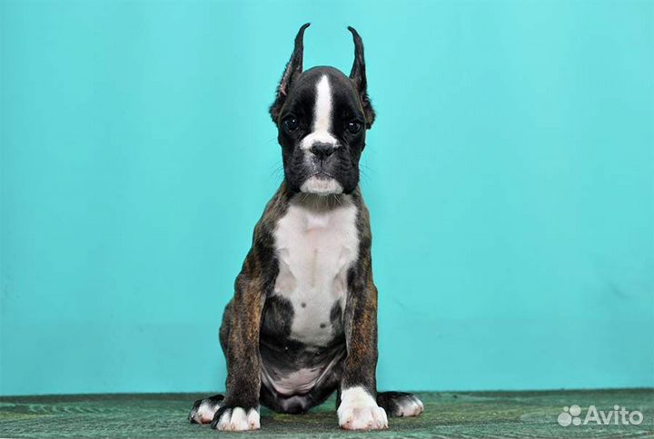 Любимка в семью боксерочка