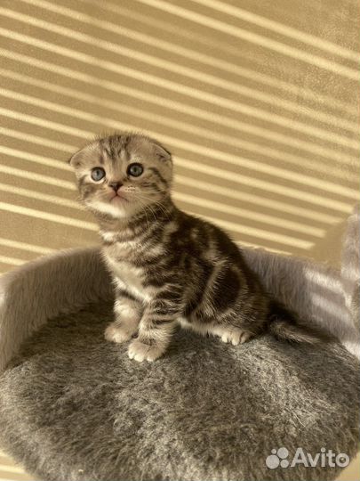Шотландский вислоухий котенок