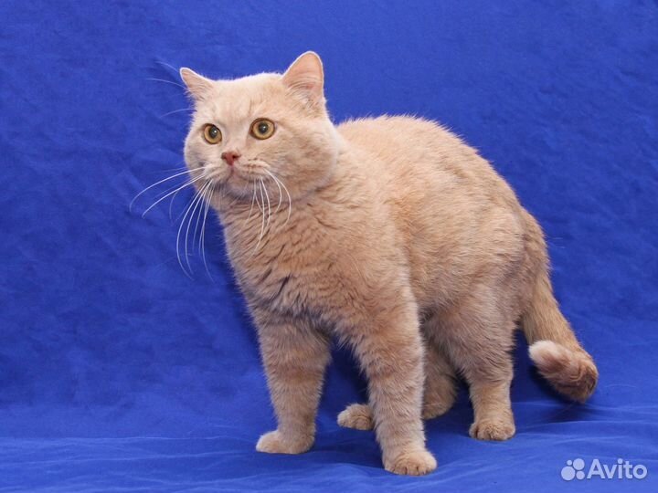 Отдам в добрые руки