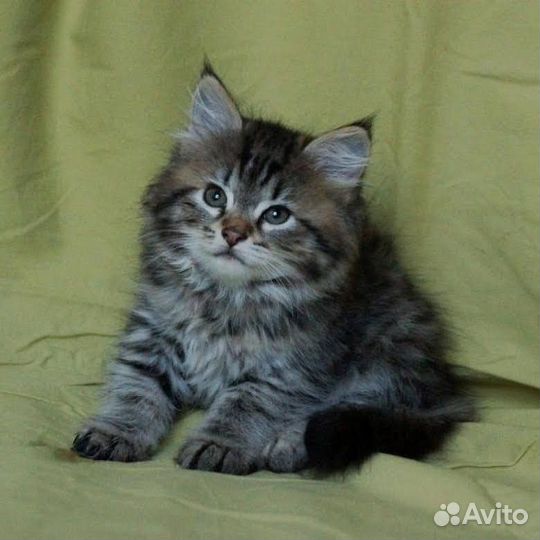 Шотландский пушистик котенок