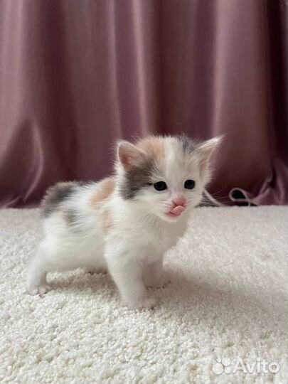 Котята курильский бобтейл