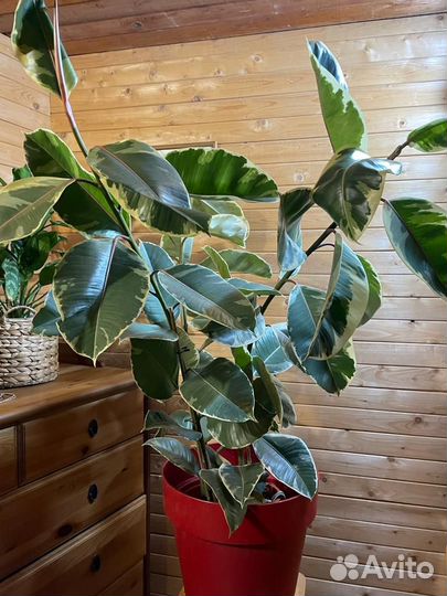 Фикус эластика тинеке D-27 /H-130, 3 ствола