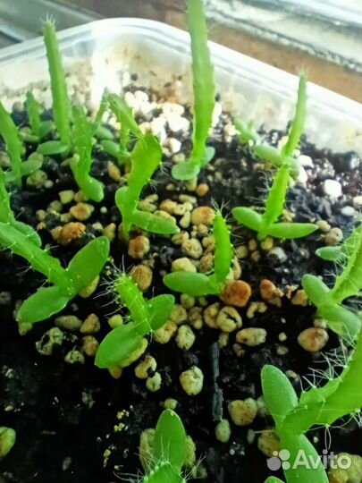 Кактус питахайя