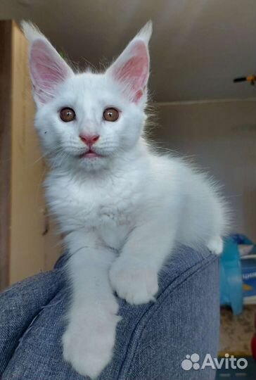 Котята мейн-кун