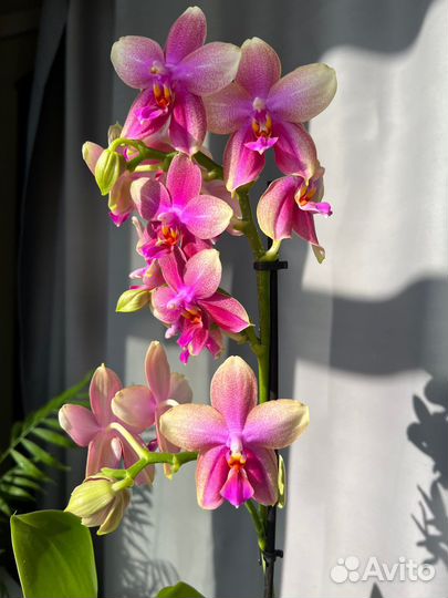 Подарок орхидея Лиодоро