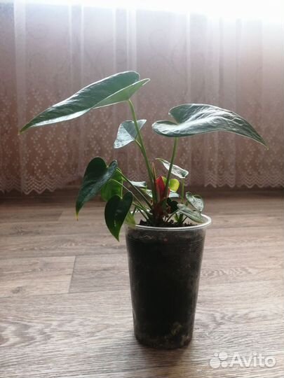 Антуриум красный