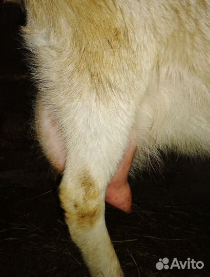 Племенные козлы Ламанчи