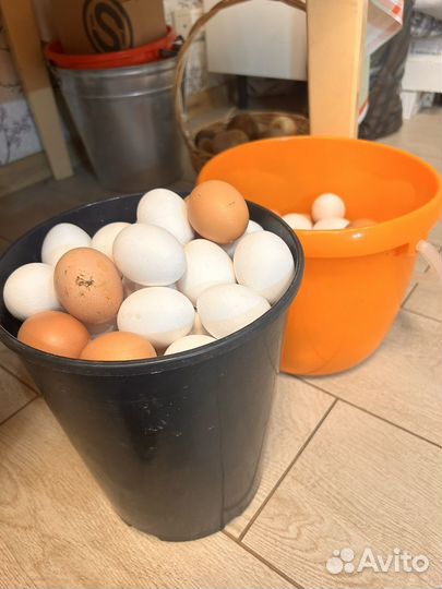 Домашние куриные яйца