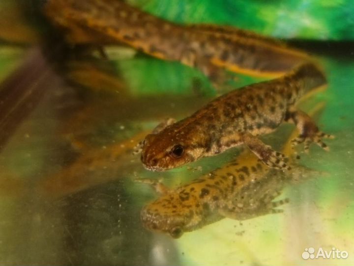 Тритон аквариумный