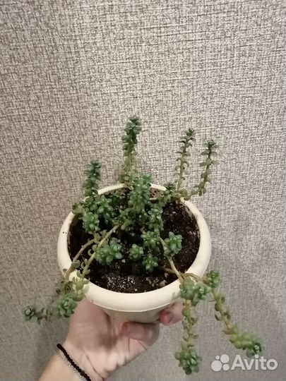 Кактусы и суккуленты