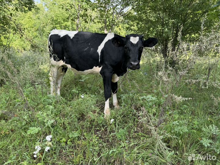 Корова высокоудойная породы Голштин