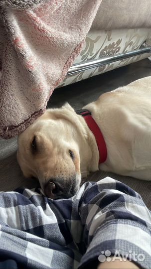 Чудесная собака в добрые руки