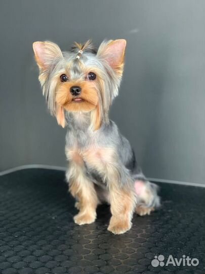 Стрижка собак. Стрижка кошек. Груминг. Грумер