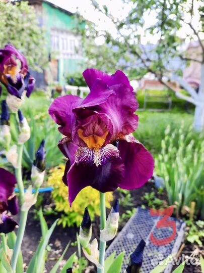 Ирисы сортовые