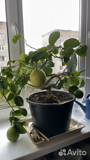 Лимонное дерево 