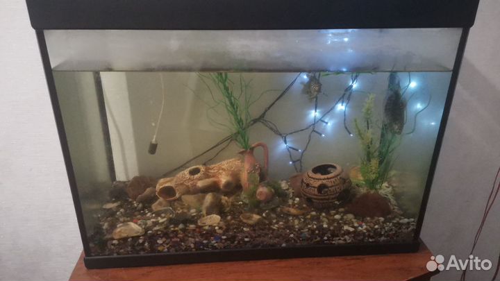 Аквариумные рыбки