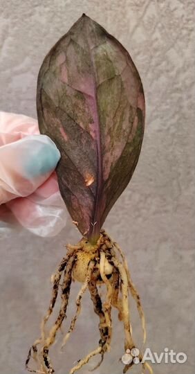 Zamioculcas Black Pink Red