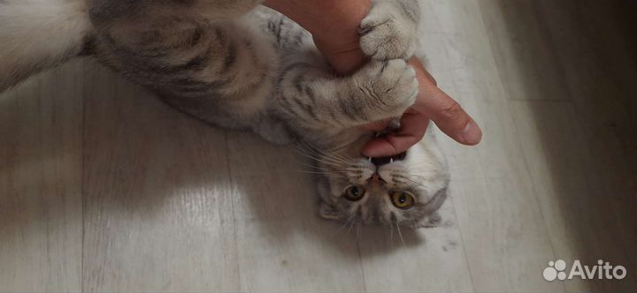 Шотландский кот вязка