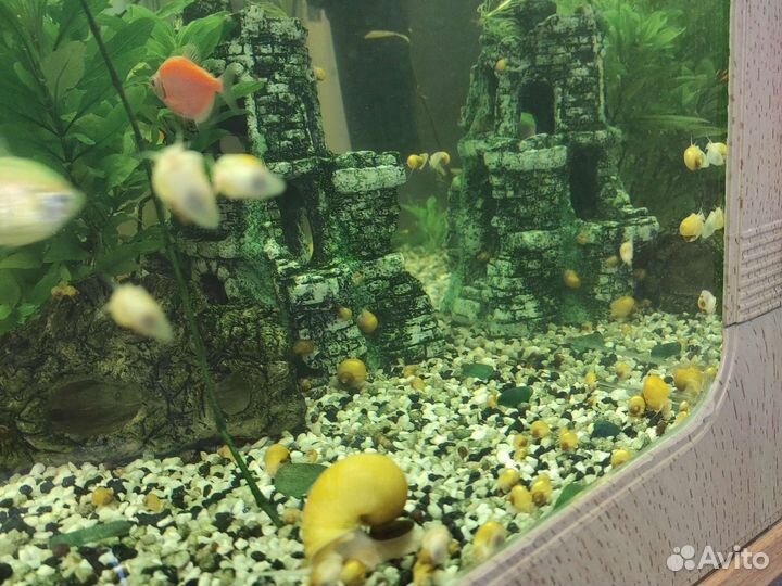 Улитки Ампулярии для аквариума