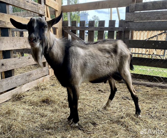 Козел на племя