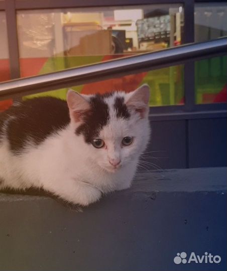 Котенок мальчик