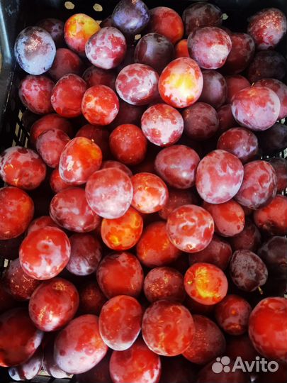 Продам картофель домашний