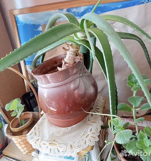 Алоэ вера в горшке