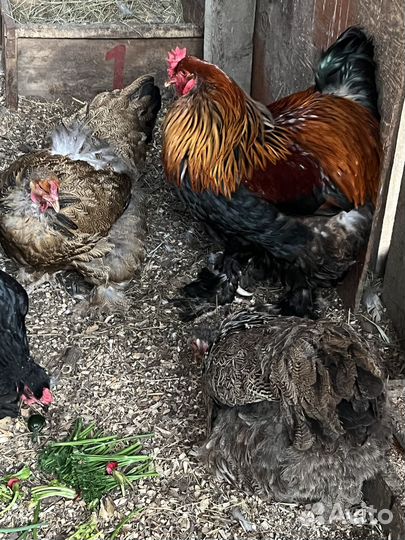 Инкубационное яйцо брама