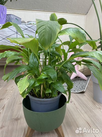 Спатифиллум