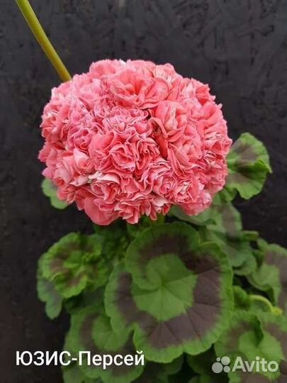 Пеларгония герань сортовая